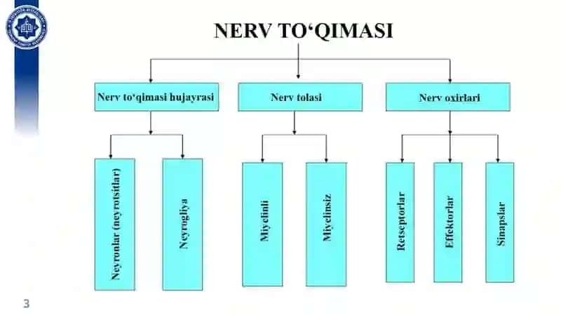 NERV TO‘QIMASI 3