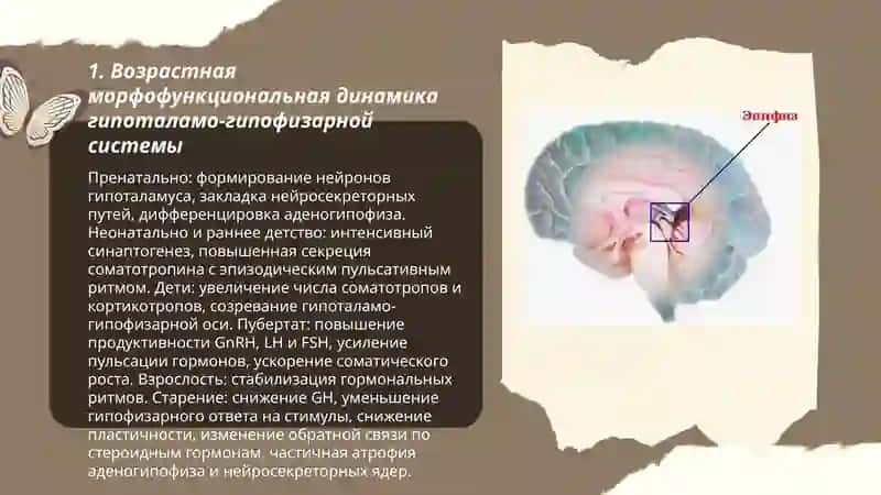 Возрастные особенности желез внутренней секреции 3
