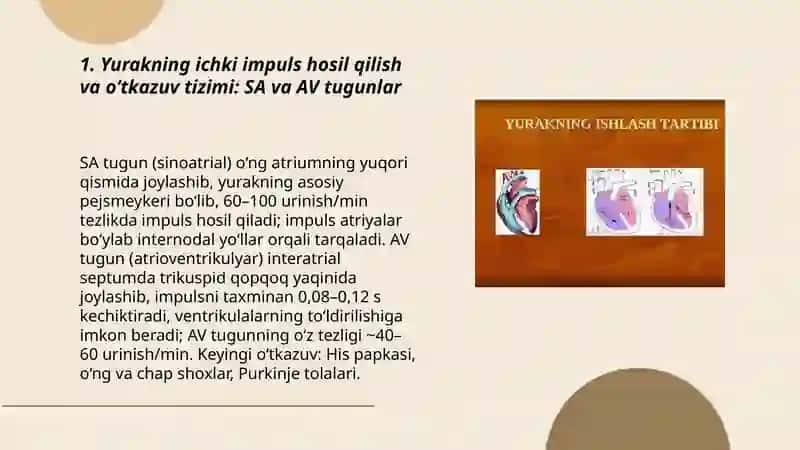Yurak faoliyati boshqaruv mexanizmlari 3