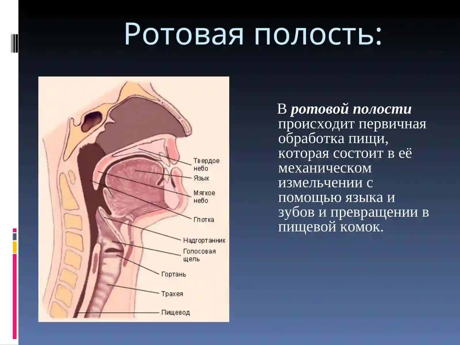 Пищеварительная система и процесс пищеварения 3