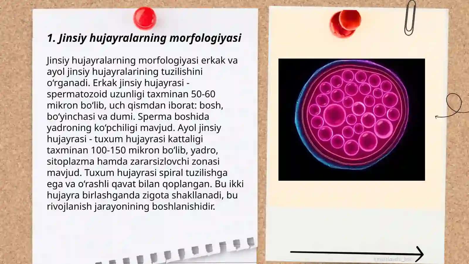Oogenez va spermatogenez jarayonlari 3