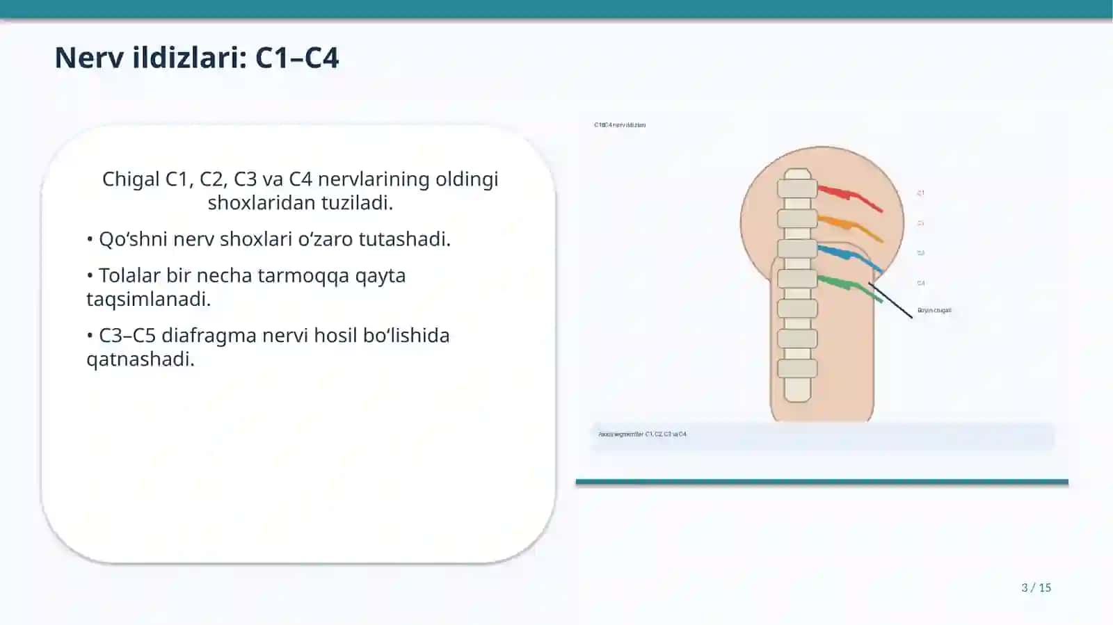 Bo‘yin chigali (Plexus cervicalis) 3