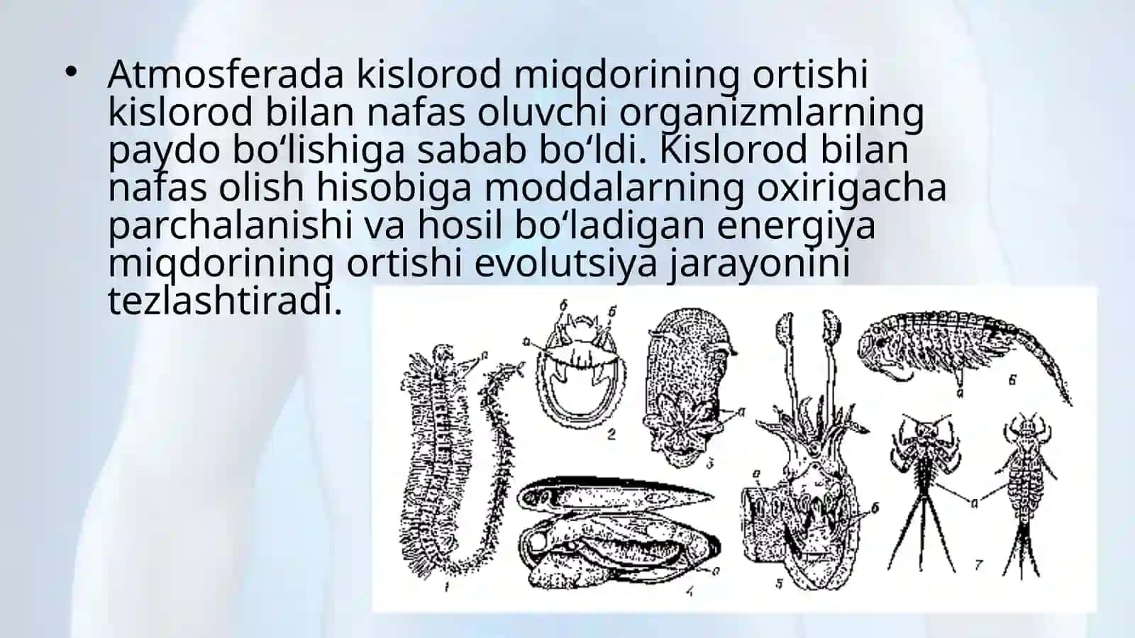 Nafaslash organlarining evolutsiyasi 3