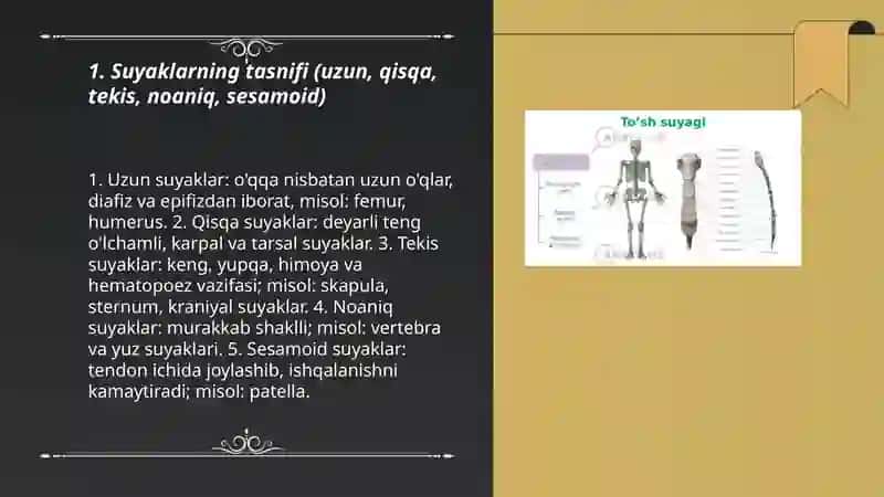 Suyaklar haqida talimot, osteologiya 3