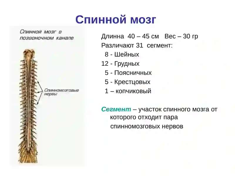 Периферическая нервная система 3