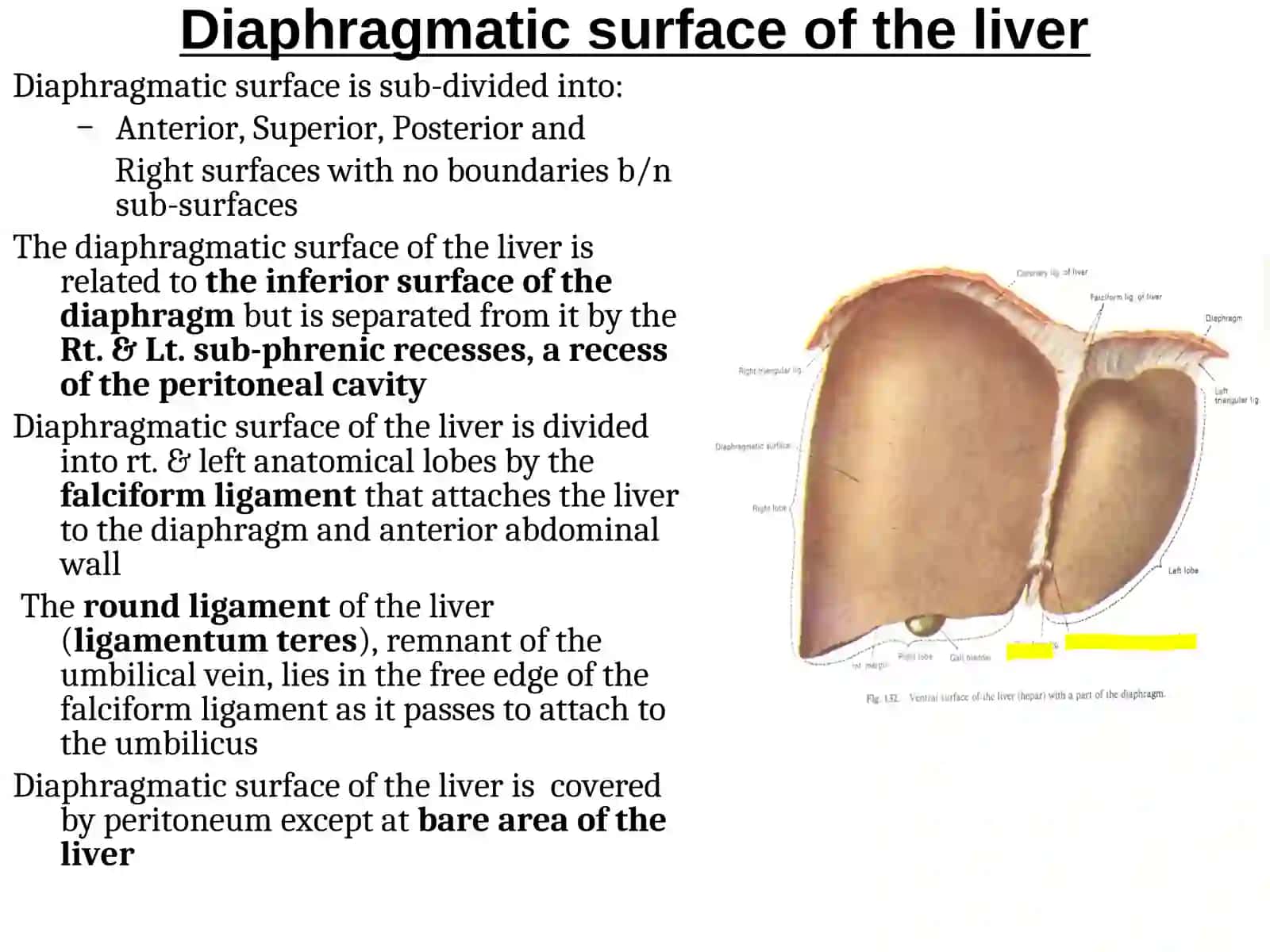 Liver, gall Bladder and extra-hepatic biliary apparatus 3