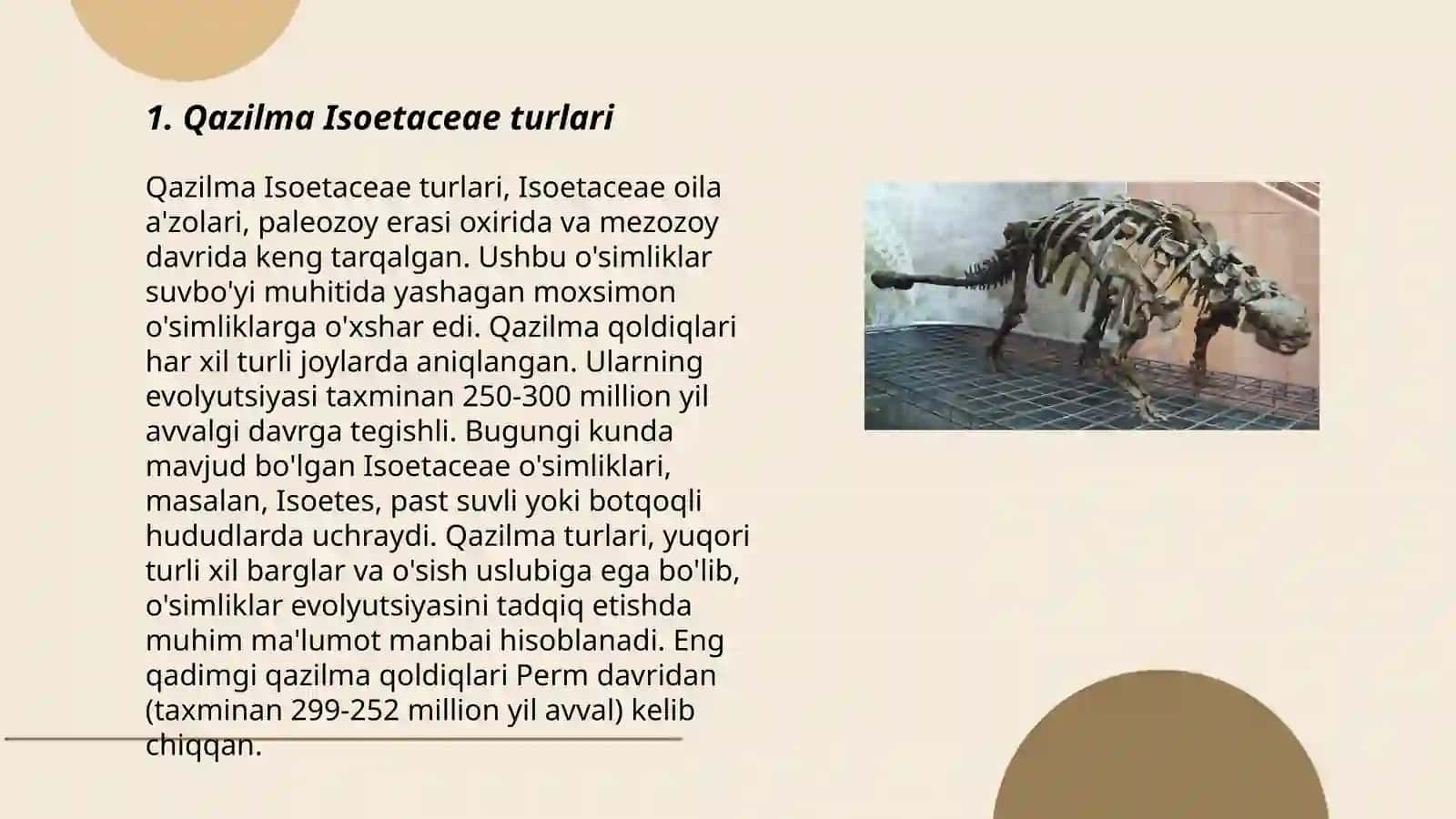 Qazilma Polushniksimonlar (Isoetopsida )ajdodi 3