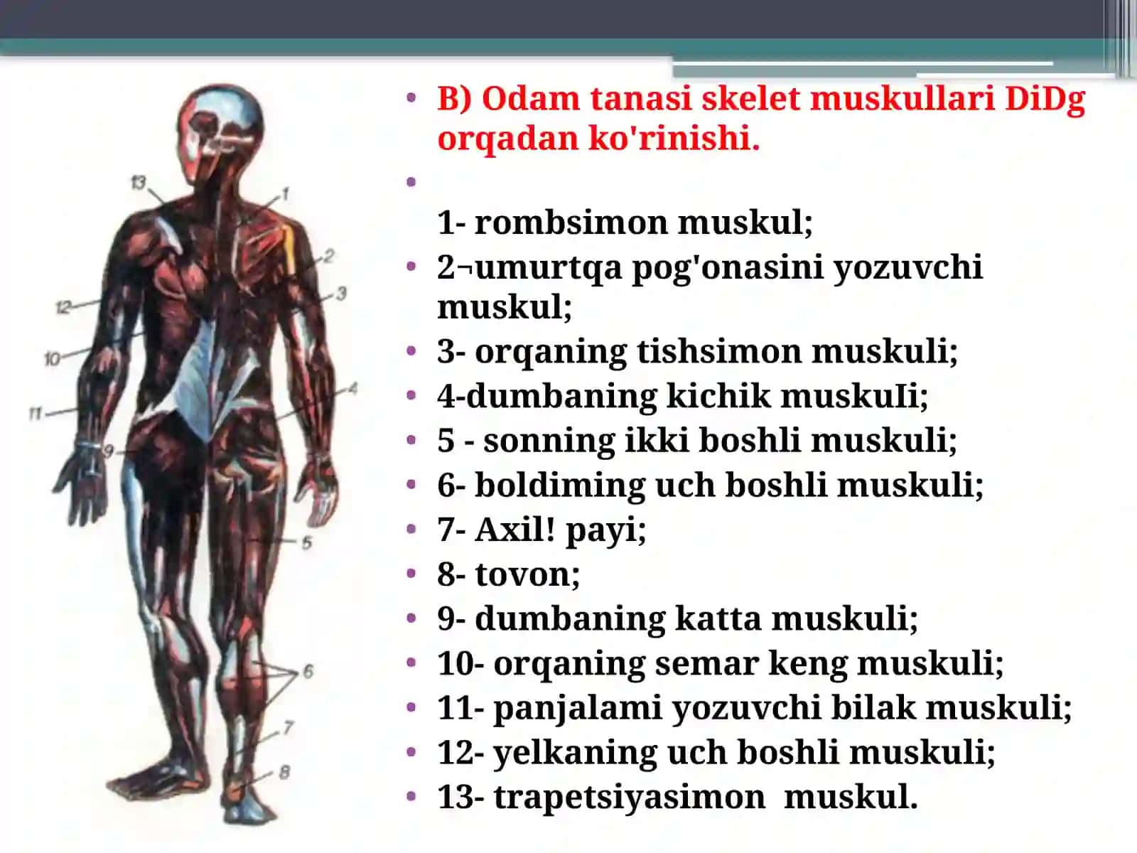 Tanamuskullari 3