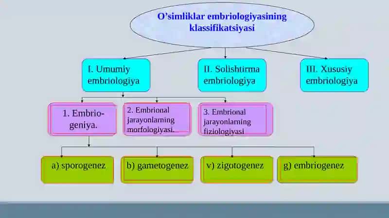 O’simliklar sitoembriologiyasi 3