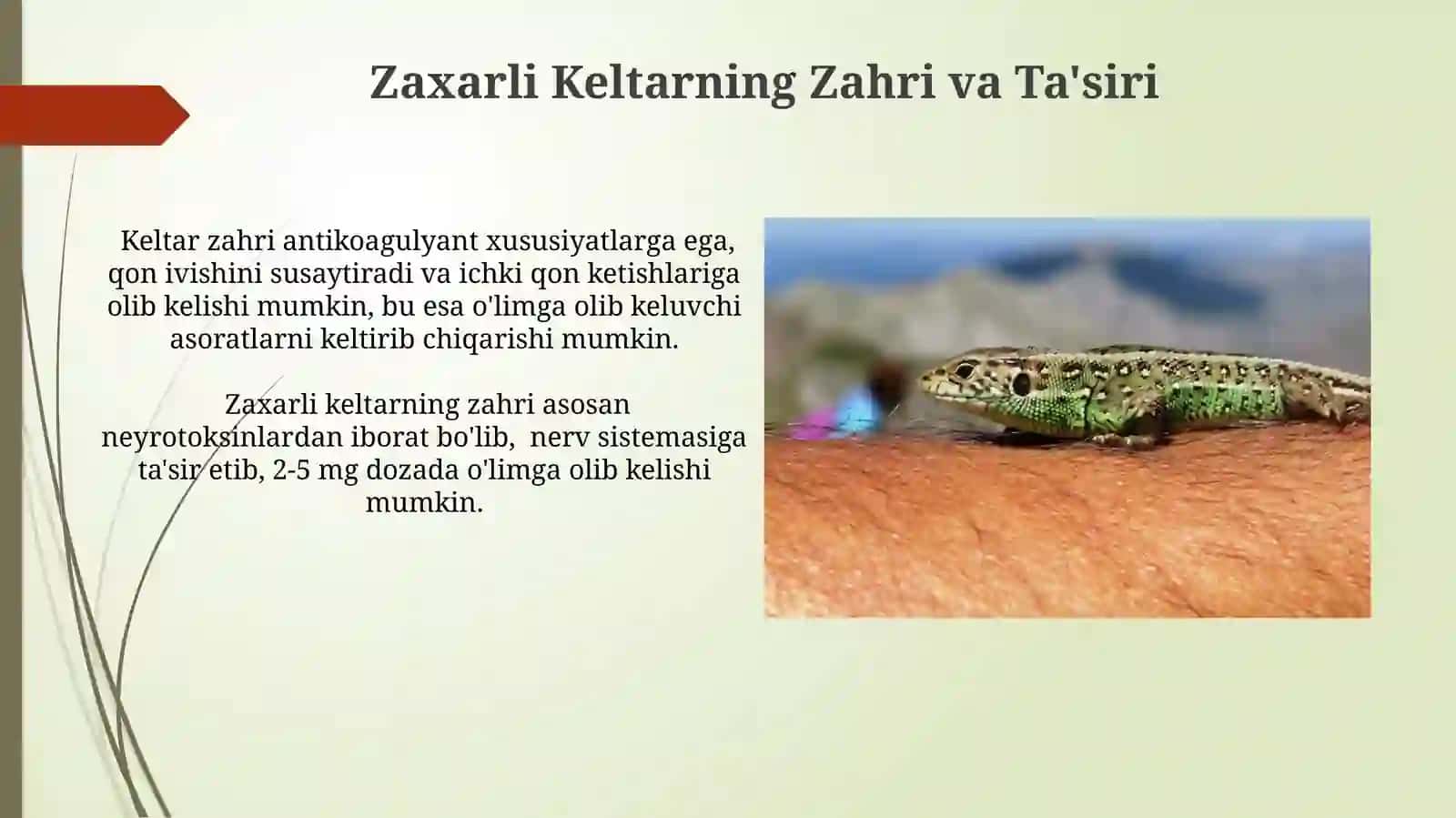 Zaxarli Kaltakesaklar 3