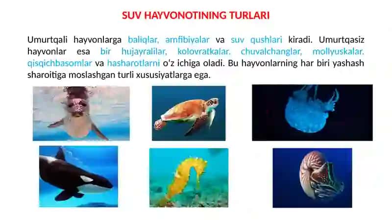 Suv Ekotizimning Tavsifi 3