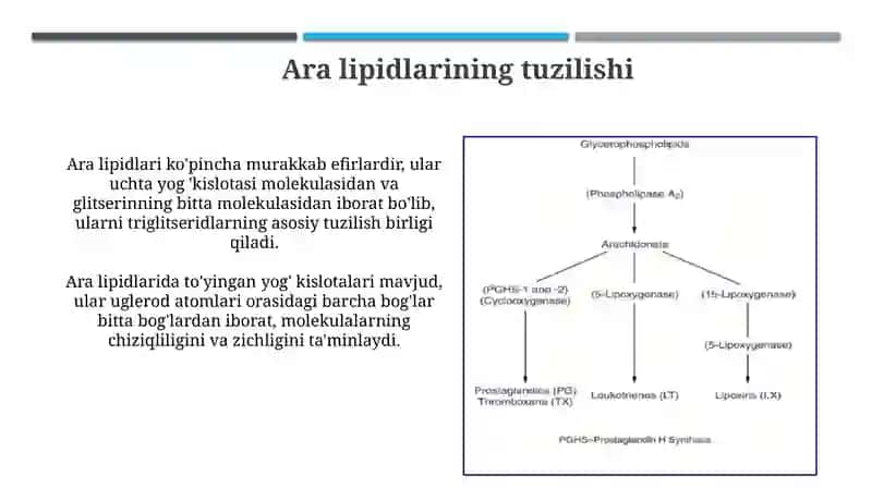 Ara lipid metabolizmi 3