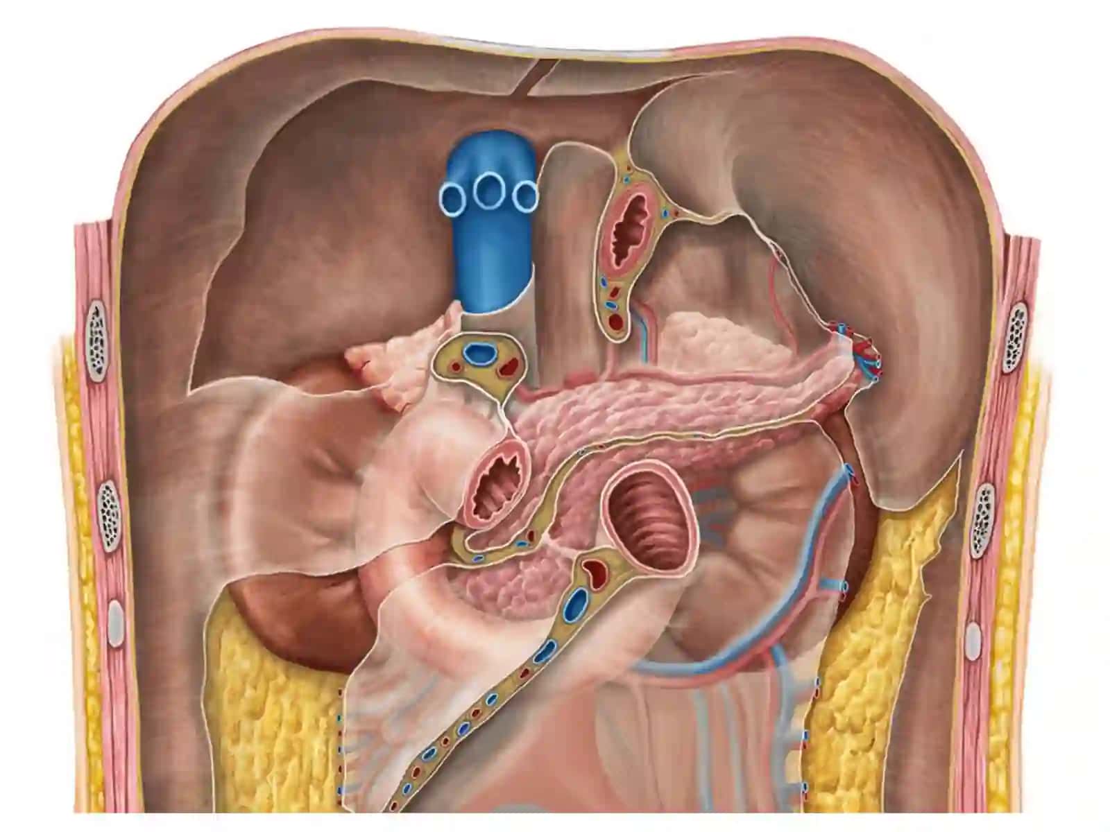 Ichaklar anatomogistologiyasi 3