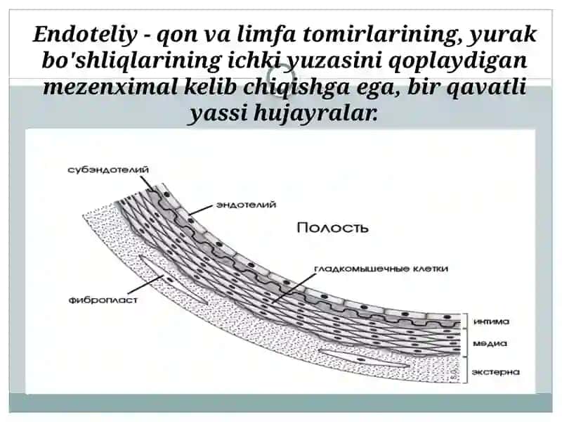 Qon tomir endoteliysining funksiyalari 3
