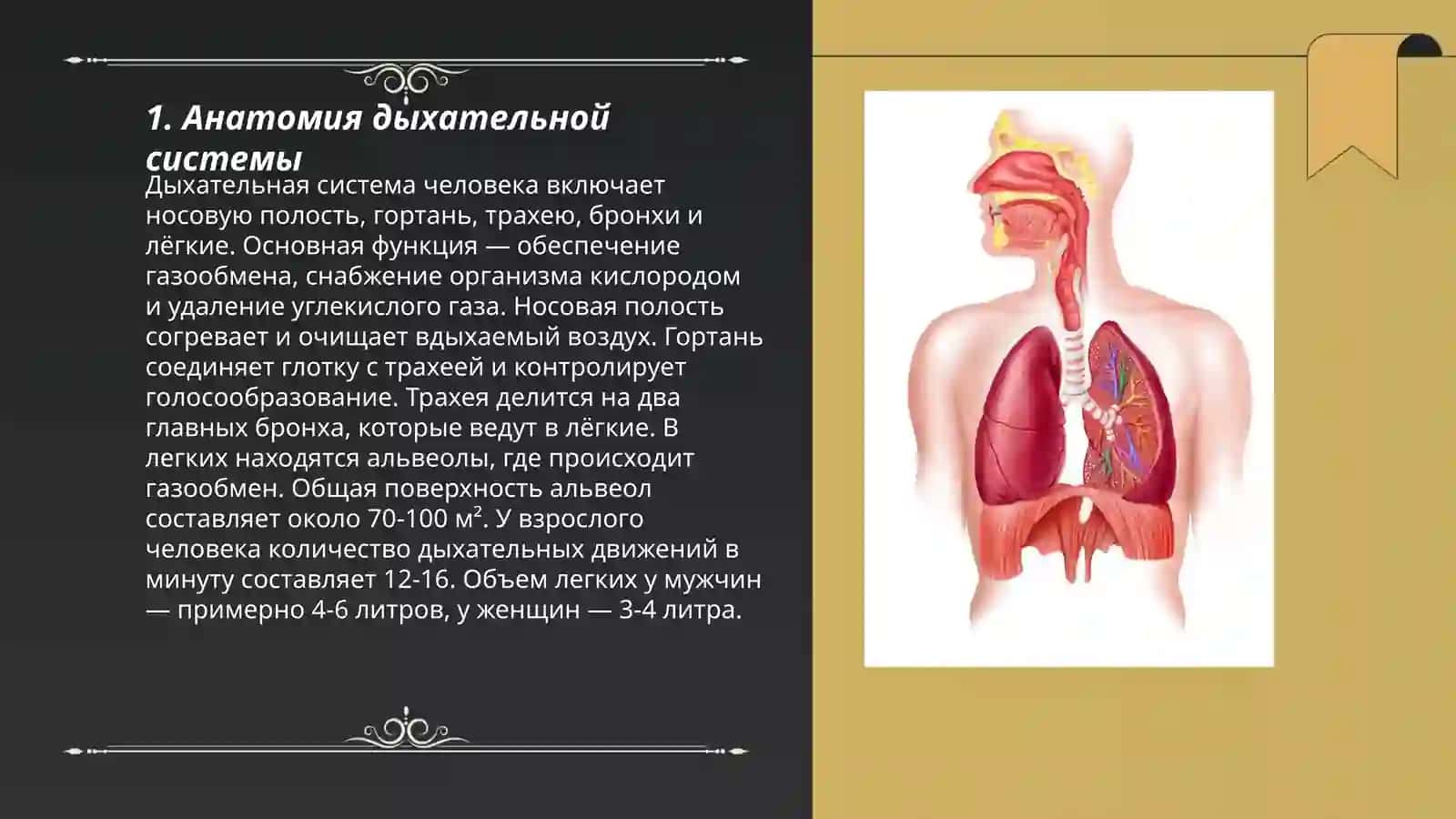 Дыхательная система 3