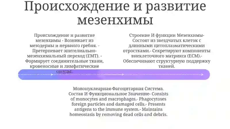 Строение И Функции Мезенхимы 3