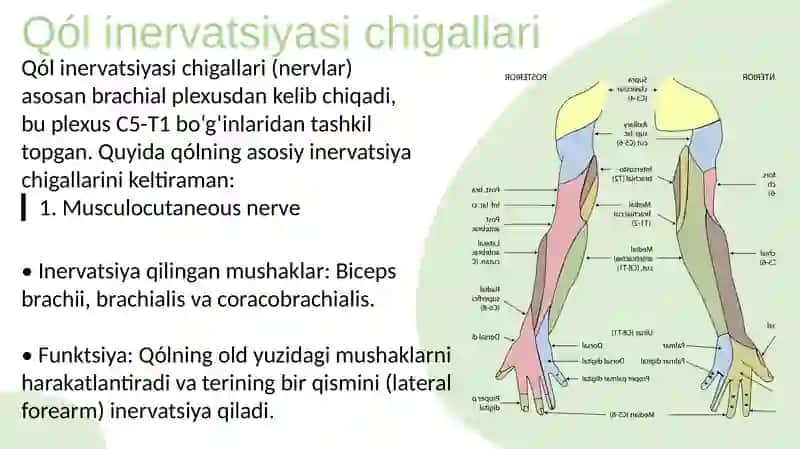 qoʻl va oyoq inervatsiyasi  Chigallari 3
