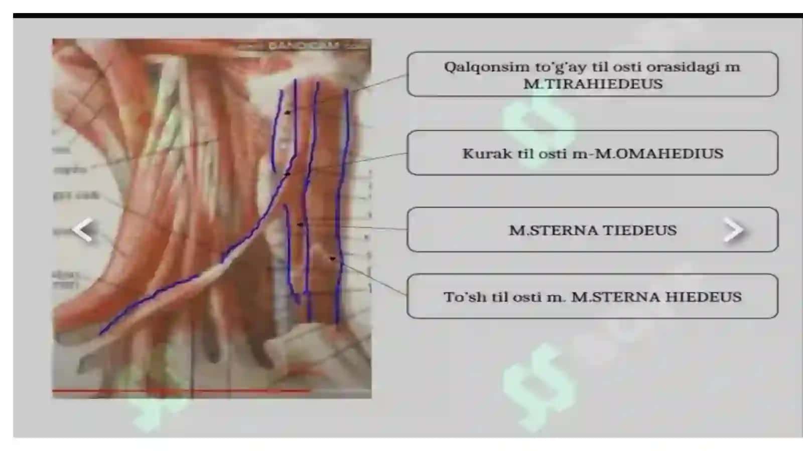 Ko'p tarmoqli tibbiyot texnikumi 3