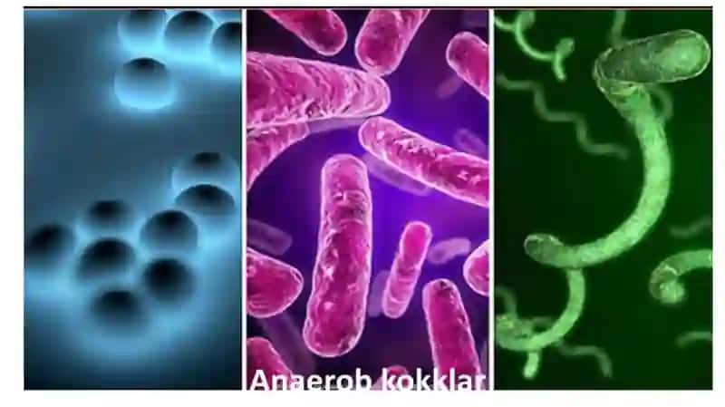 Mikrobiologiya - Shartli patogen anaerob kokklar. 3