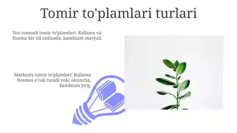 Tomir to'plami anatomiyasi 3