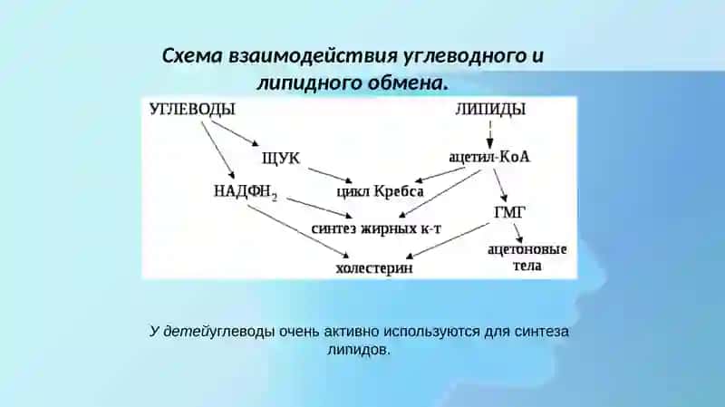 Углеводом липидном аминокислот 3