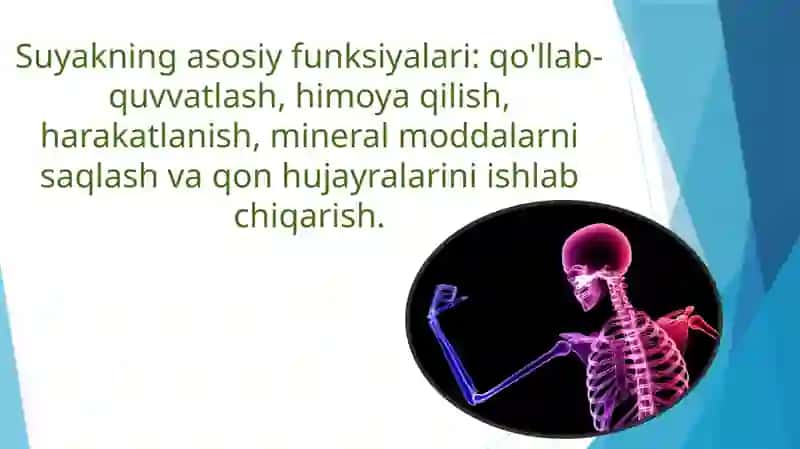 Suyakto'qimasi 3