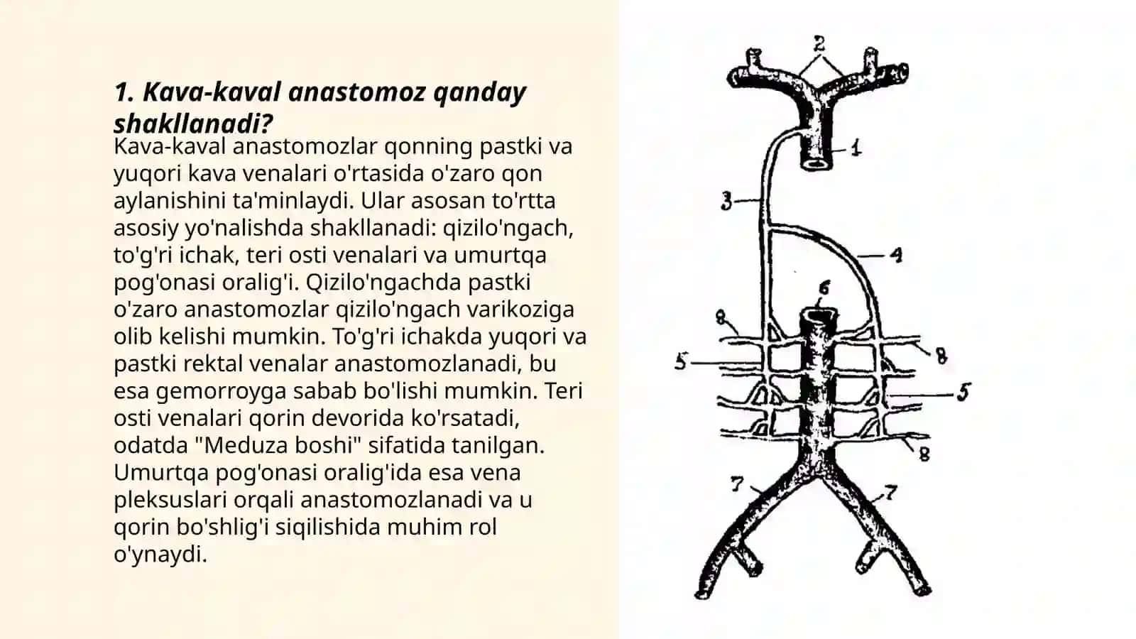 Kava kaval porto kaval anastomoz 3