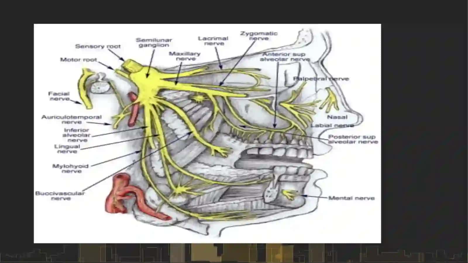 Nervus mandibularis (V3) 3