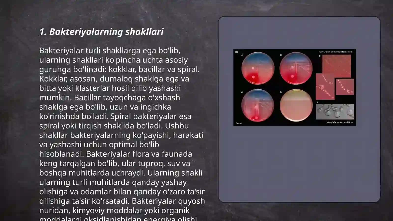 Bakteriyalar morfologiyasi 3