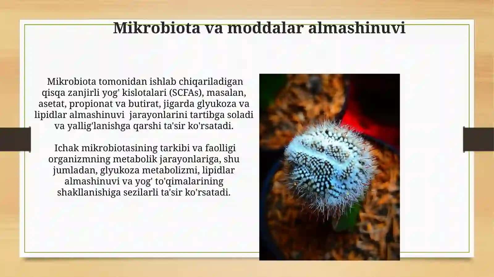Hayvonlar organizmidagi mikroflora 3
