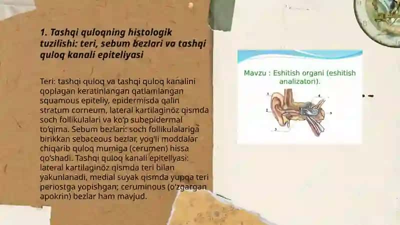 Eshitish va muvozanat a’zolari gistalogiyasi 3
