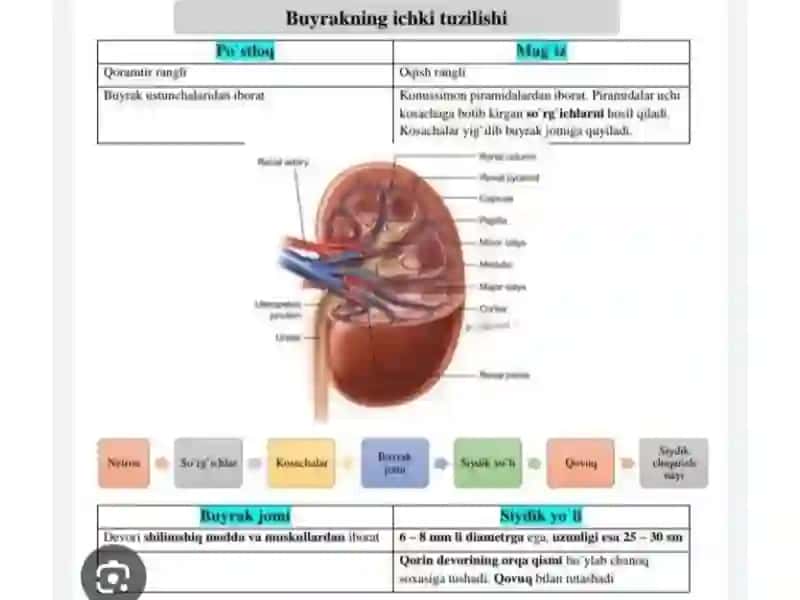 Siydik ayirish organlari 3