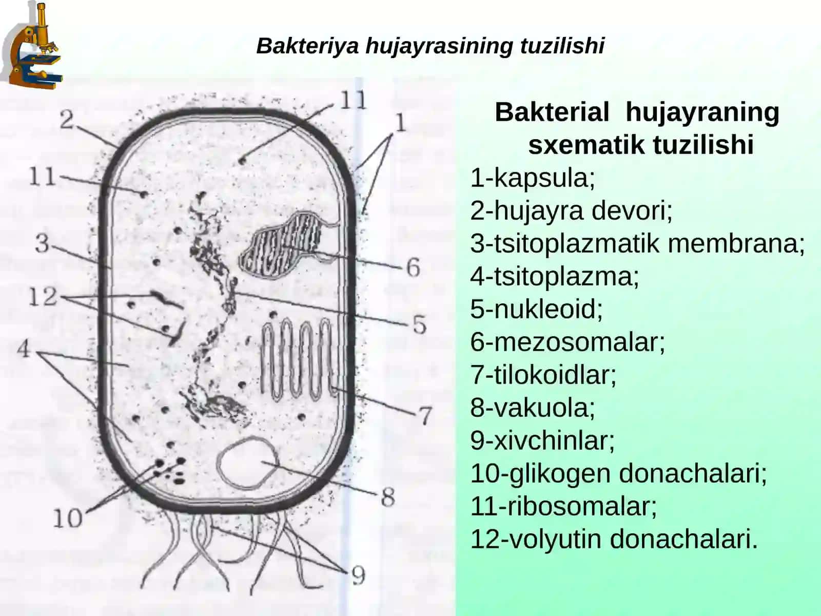 Bakteriyavaviruslarning 3