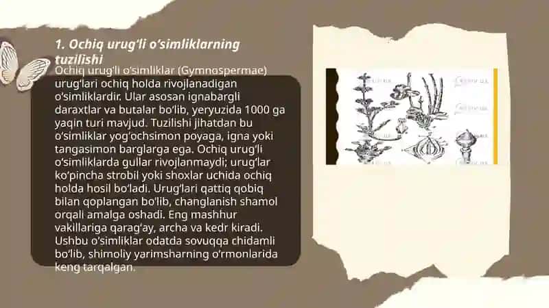 Ochiq urugʻli oʻsimliklar boʻlimi 3