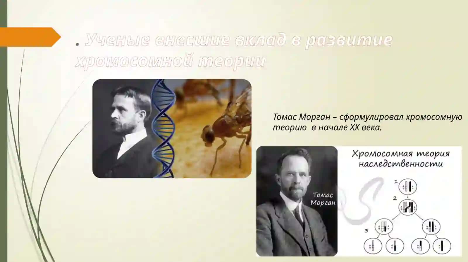 Хромосомная теория наследственности 3
