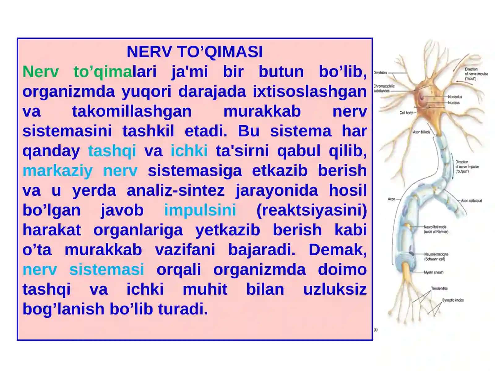 Nerv to’qimasi 3