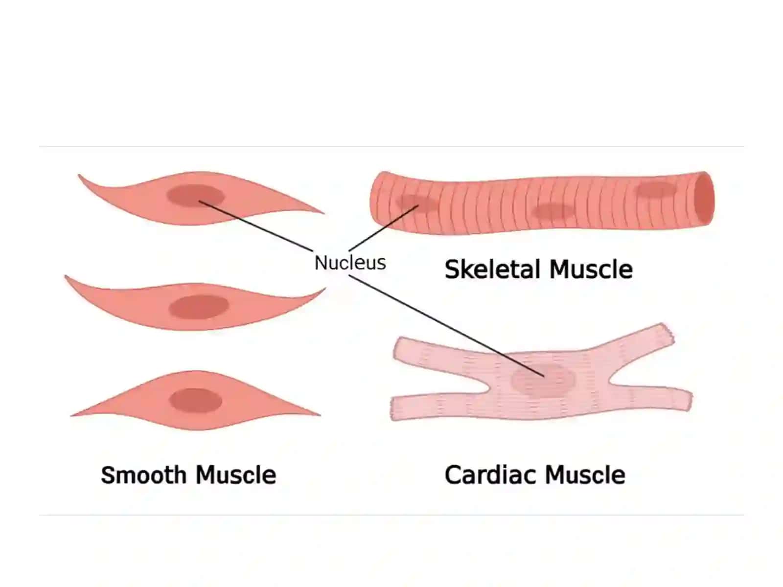 Medical Biology (Histology)Lec.11 3