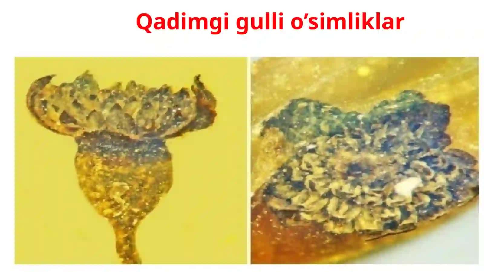 Gullio’simliklarning kelibchiqishi 3