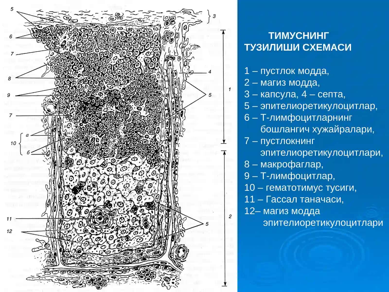 Кизил суяк кумиги 3