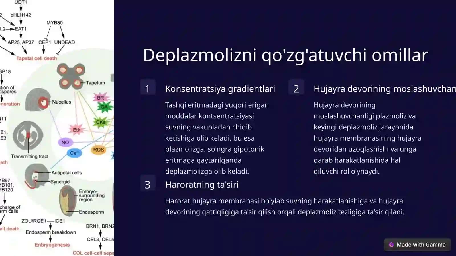 Deplazmoliz jarayoni 3