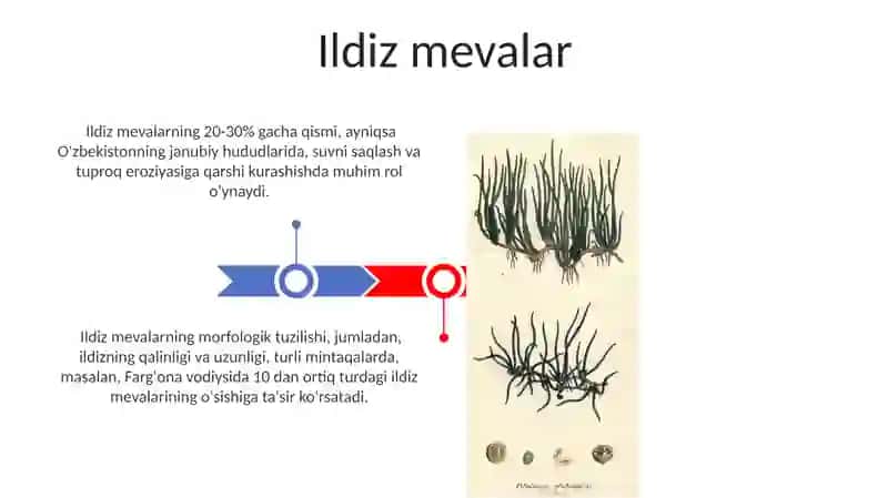 Shakli o`zgargan ildizlarning tuzilishi 3