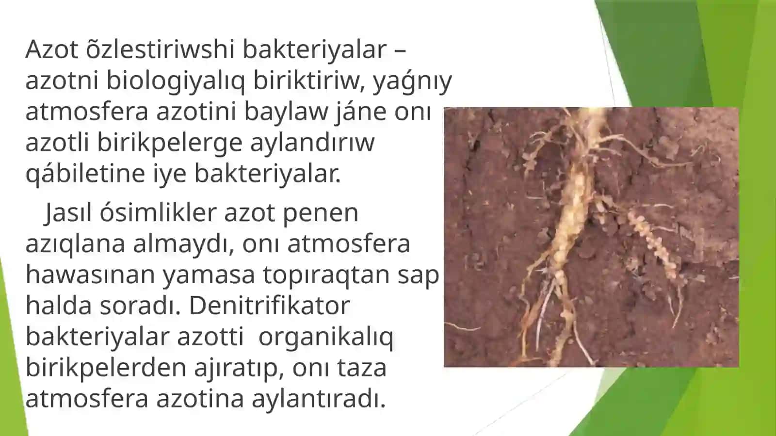 Azotõzlestiriwshi bakteriyalar 3