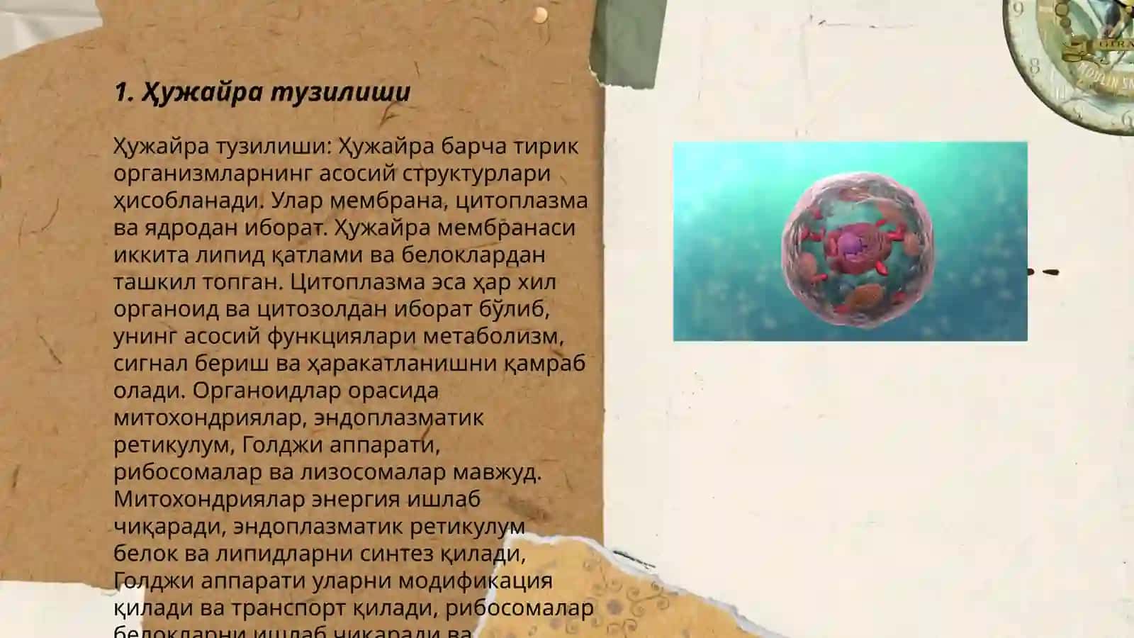Ҳужайра тузилиши 3
