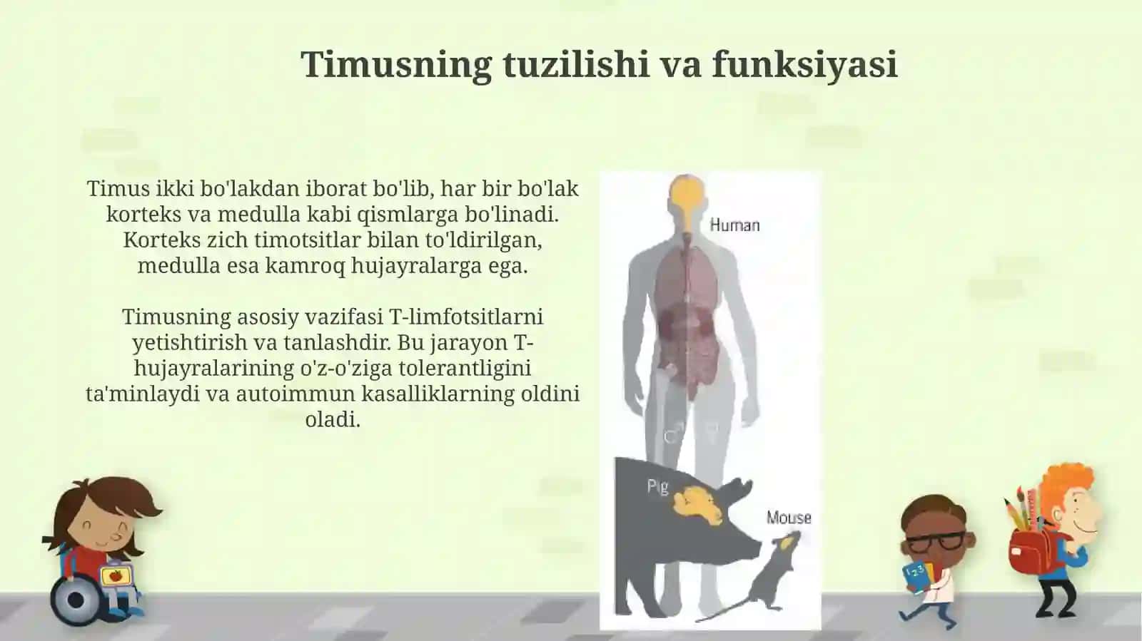 Timus vayoʻldoshgarmonlari 3