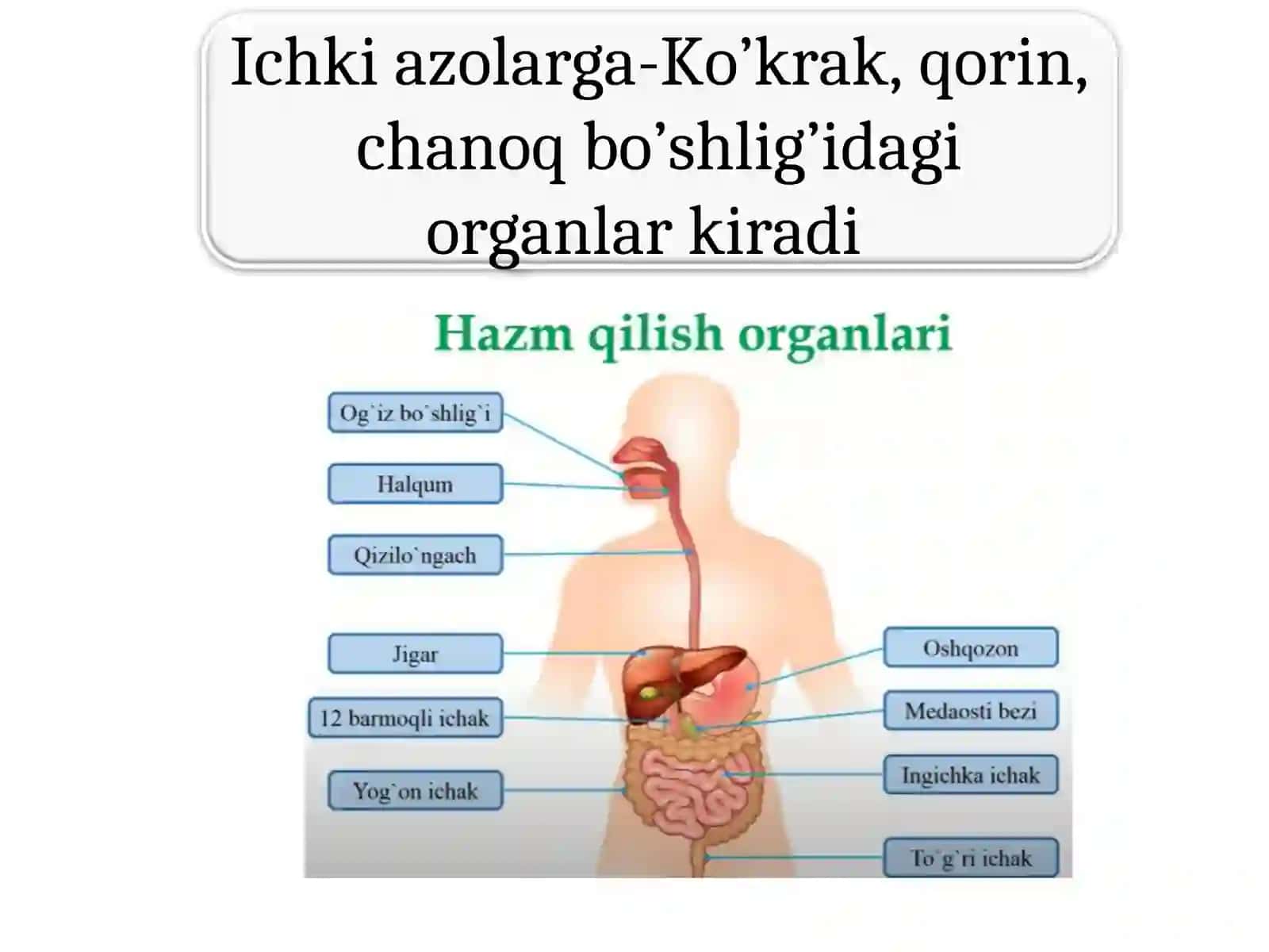 Ovqat hazm qilish 3