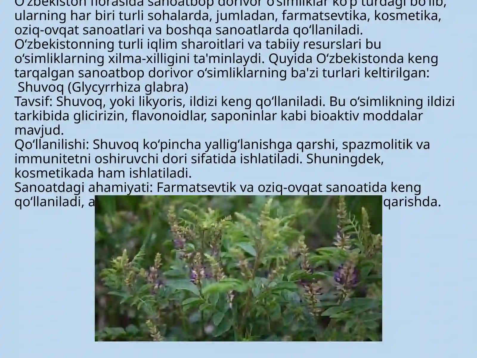 Shuvoq (Glycyrrhiza glabra) 3