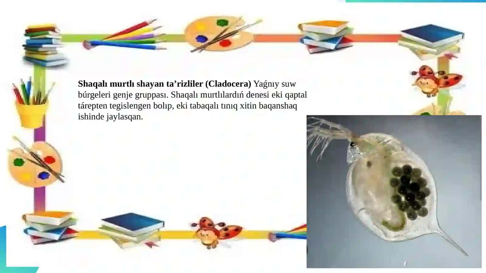Shaqa murtlıshayan tarizlilersipatlaması(dafniya) 3