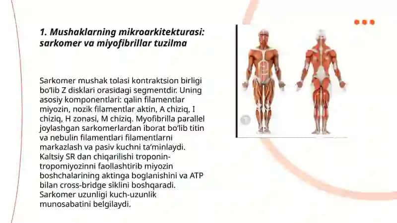 Mushaklar ishining biomexanikasi 3