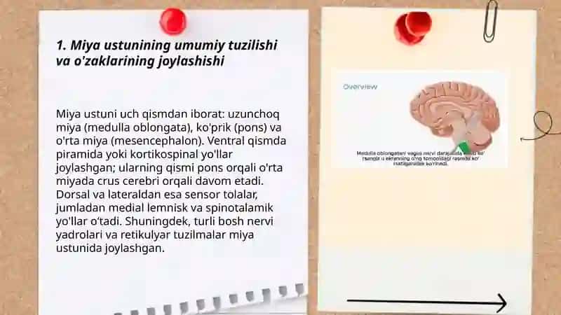 Miya ustunlari o'zaklari va ahamyati 3