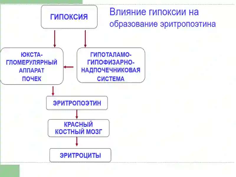 Камқонлик патофизиологияси 3